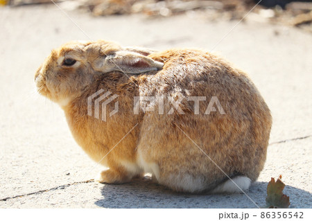 野生のうさぎ(大久野島) 86356542