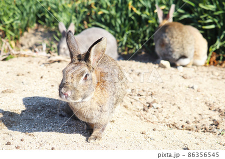 野生のうさぎ(大久野島) 86356545