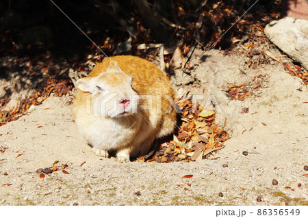 野生のうさぎ(大久野島) 86356549