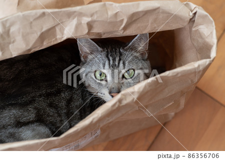 紙袋に入った猫　サバトラ猫 86356706