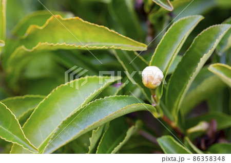 Tea Camellia sinensis upper leaves and a white bud on the bushes. Green tea leaves. Tea Camellia sinensis upper leaves and a white bud on the bushes. Green tea leaves. 86358348