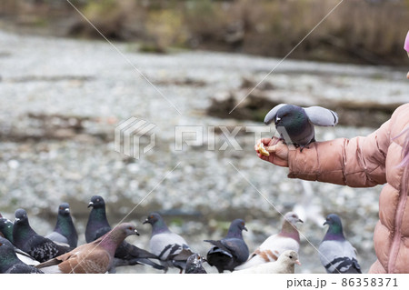 rock pigeon Columba livia eating from child's hand rock pigeon Columba livia eating from child's hand 86358371