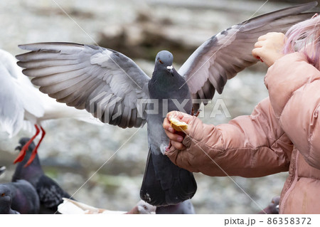 rock pigeon Columba livia eating from child's hand 86358372