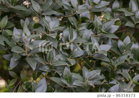 Close up Leaf of Cinnamomum camphora tree Close up Leaf of Cinnamomum camphora tree 86358373