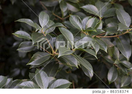 Close up Leaf of Cinnamomum camphora tree 86358374