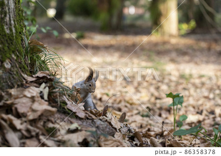 Funny fluffy squirrel with nut in teeth on a ground covered with colorful leaves on magical autumn background. 86358378