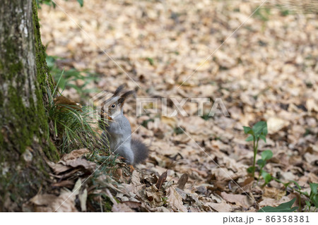 Funny fluffy squirrel with nut in teeth on a ground covered with colorful leaves on magical autumn background. 86358381