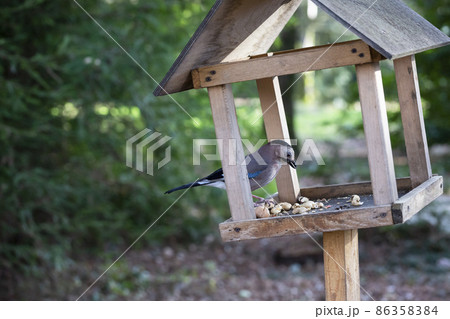 Jay Garrulus glandarius in the nature. A bird with blue wings eats food in a wooden house. Jay Garrulus glandarius in the nature. A bird with blue wings eats food in a wooden house. 86358384