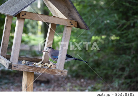Jay Garrulus glandarius in the nature. A bird with blue wings eats food in a wooden house. Jay Garrulus glandarius in the nature. A bird with blue wings eats food in a wooden house. 86358385