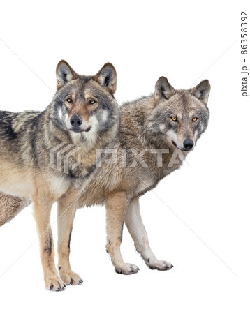 wolf and she-wolf isolated on white background 86358392