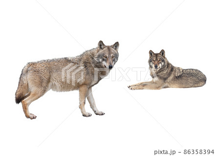 wolf and she-wolf isolated on white background 86358394