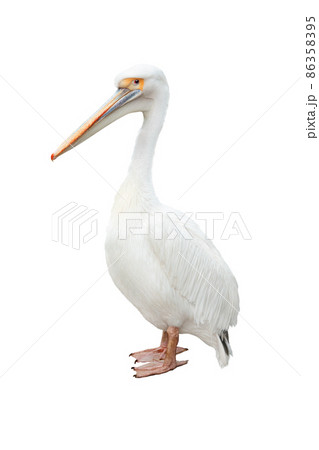 Pelican isolated on white background Pelican isolated on white background 86358395
