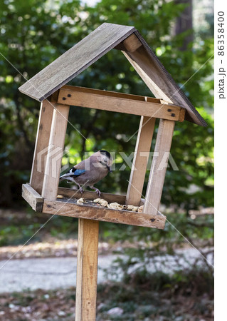 Jay Garrulus glandarius in the nature. A bird with blue wings eats food in a wooden house. 86358400