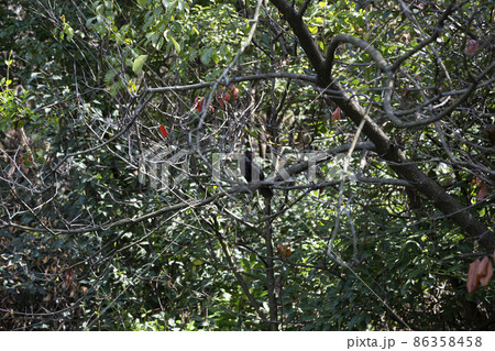 The common blackbird Turdus merula is a species of true thrush. Common blackbird Turdus merula perched 86358458