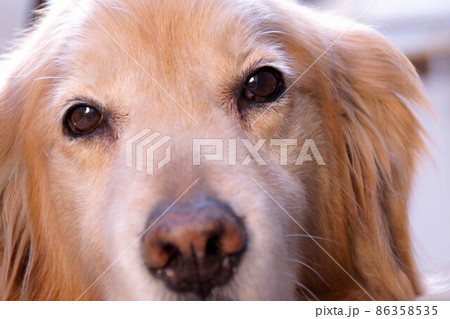 ゴールデンレトリバー　顔のアップ画像 86358535