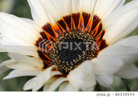 白い花 86359554