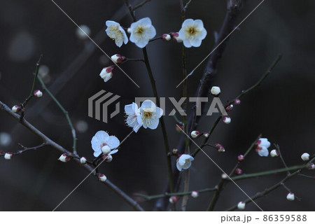 ウメの花 ウメの花 86359588