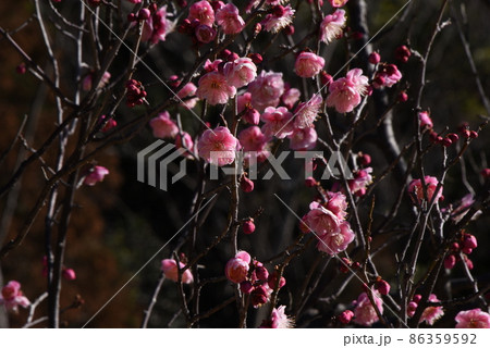 ウメの花 ウメの花 86359592