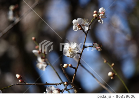 ウメの花 86359606