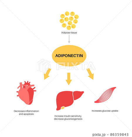 Adiponectin fat tissue 86359843