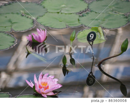 熱帯スイレン 86360008