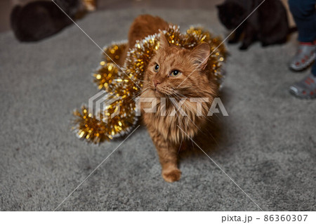 a ginger tabby cat is lying on a sofa at home. a ginger tabby cat is lying on a sofa at home. 86360307