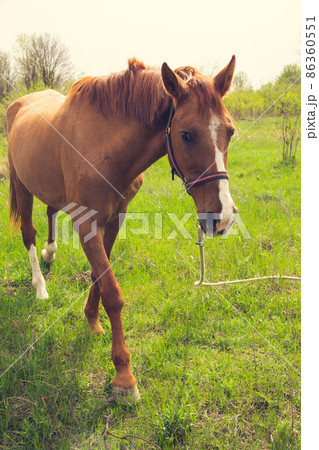 A brown horse with a light mane grazes on a leash in the steppe. A brown horse with a light mane grazes on a leash in the steppe. 86360551