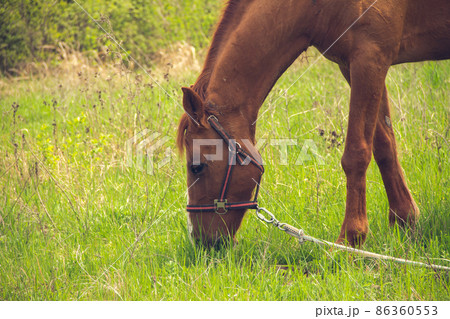 A brown horse with a light mane grazes on a leash in the steppe. 86360553