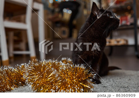black cat peeks out from behind a green tinsel of a New Year tree, New Year's holiday. 86360909