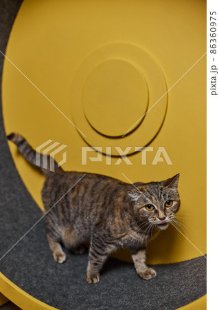 Smoky cat running on exercise wheel. training apparatus. Smoky cat running on exercise wheel. training apparatus. 86360975