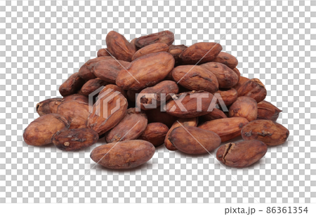 カカオ豆 カカオ イラスト リアル 86361354