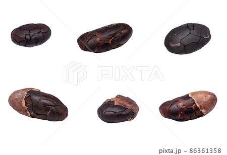カカオ豆 カカオ イラスト リアル 86361358