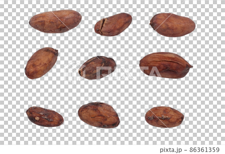 カカオ豆 カカオ イラスト リアル 86361359
