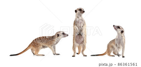Funny meerkat in three different poses 86361561