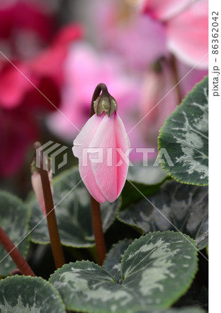 Persian cyclamen 86362042