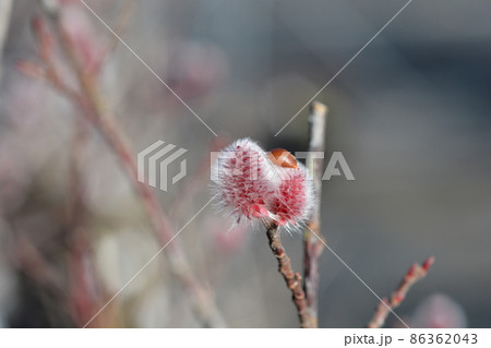 Japanese Pink Pussy Willow Mount Aso 86362043