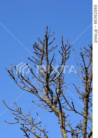 Globehead Common ash 86362060