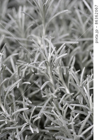 Italian everlasting flowers Italian everlasting flowers 86362067