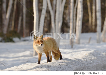 冬の森を歩くキタキツネ（北海道） 86362167