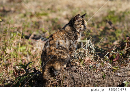 真冬の寒さでも太陽の光を浴びて梅園を散策する錆柄の可愛い野良猫 真冬の寒さでも太陽の光を浴びて梅園を散策する錆柄の可愛い野良猫 86362473