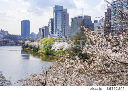 桜が満開の新見附濠の風景（東京都千代田区） 86362805