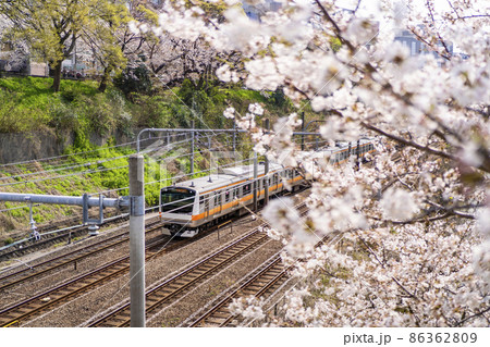 桜が満開の牛込濠沿いを走るJR中央線の車両(東京都千代田区・2021年3月) 桜が満開の牛込濠沿いを走るJR中央線の車両(東京都千代田区・2021年3月) 86362809