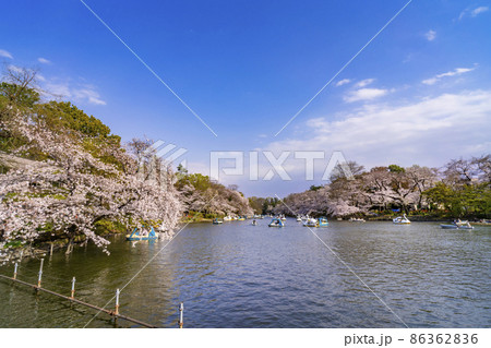 桜咲く井の頭恩賜公園・ボート池の風景(2021年3月) 桜咲く井の頭恩賜公園・ボート池の風景(2021年3月) 86362836