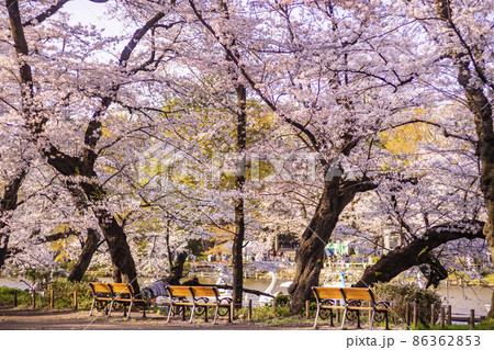 コロナ禍で立ち入りが制限された春の井の頭恩賜公園の風景・満開の桜と無人のベンチ(2021年3月) コロナ禍で立ち入りが制限された春の井の頭恩賜公園の風景・満開の桜と無人のベンチ(2021年3月) 86362853