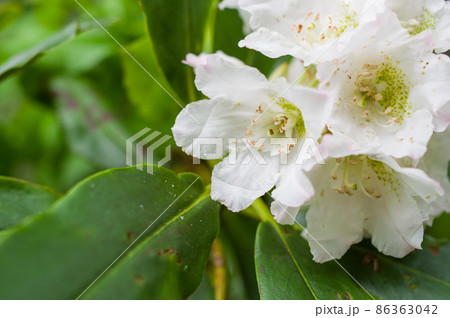 福島県の花ネモトシャクナゲ 86363042