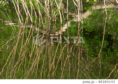 branches on reflections 86364143