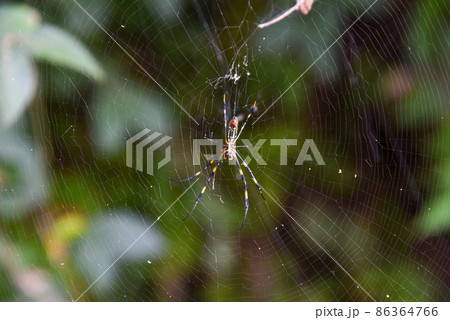 くも　蜘蛛　クモ　蜘蛛の巣 86364766