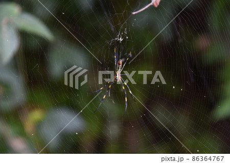 くも クモ 蜘蛛 蜘蛛の巣 くも クモ 蜘蛛 蜘蛛の巣 86364767