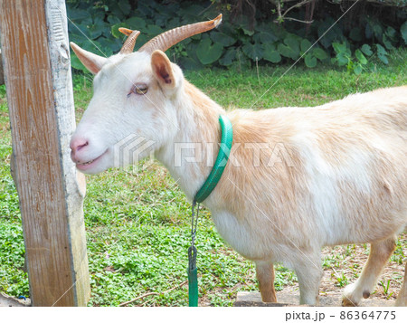 ヤギ 86364775