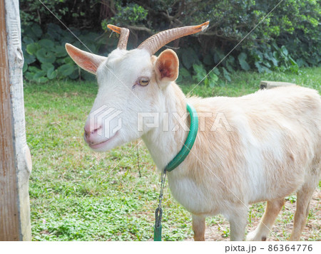 ヤギ 86364776